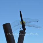 1 Anno di Blog: piccoli sogni crescono…