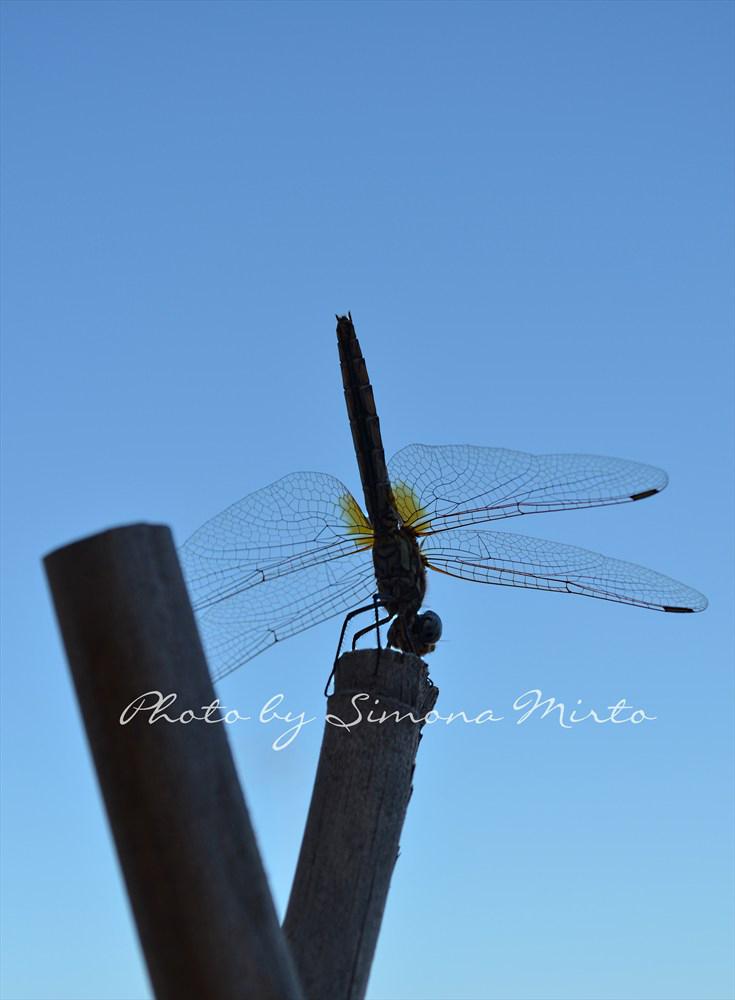 libellula - Fotografia di Simona Mirto Tavolartegusto