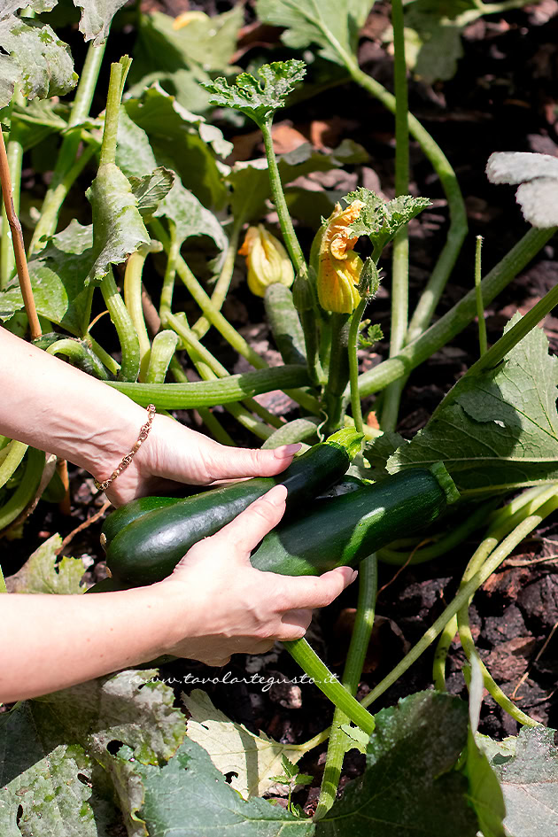 preparare le zucchine alla menta